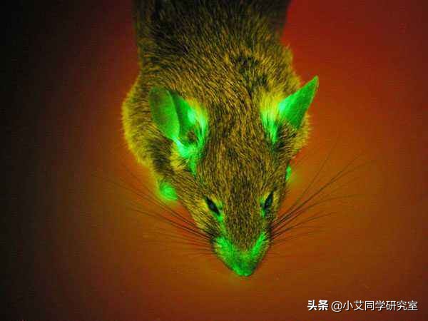 世界上要怎样才能重新复活恐龙,用琥珀复活恐龙动画