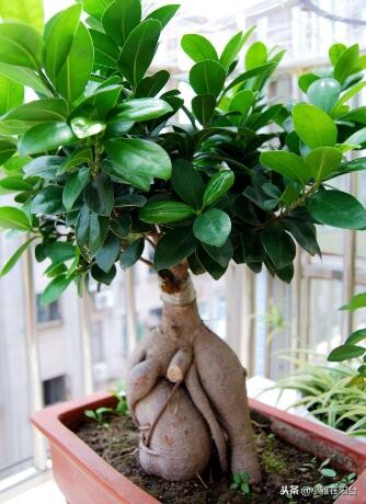 室内盆栽榕树的养殖方法,怎样养盆栽榕树最好
