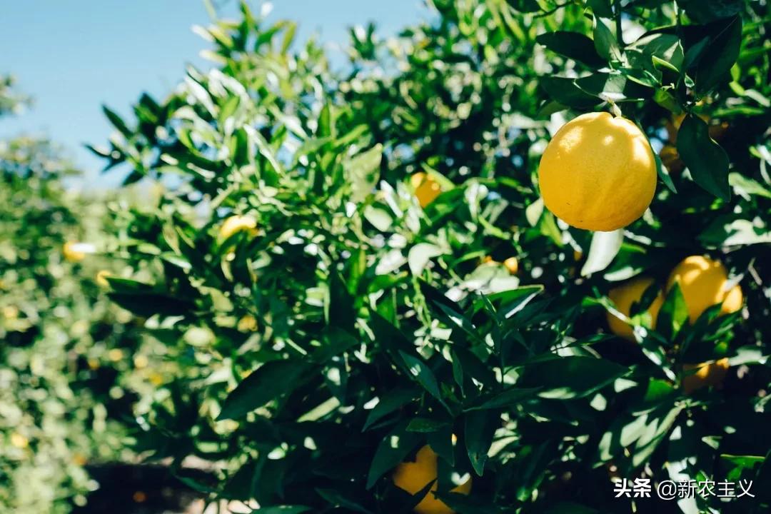 水果行业优势及风险分析,未来5年水果趋势