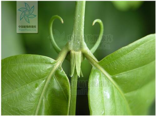 看红楼梦要注意什么,看红楼梦需要知道哪些知识点