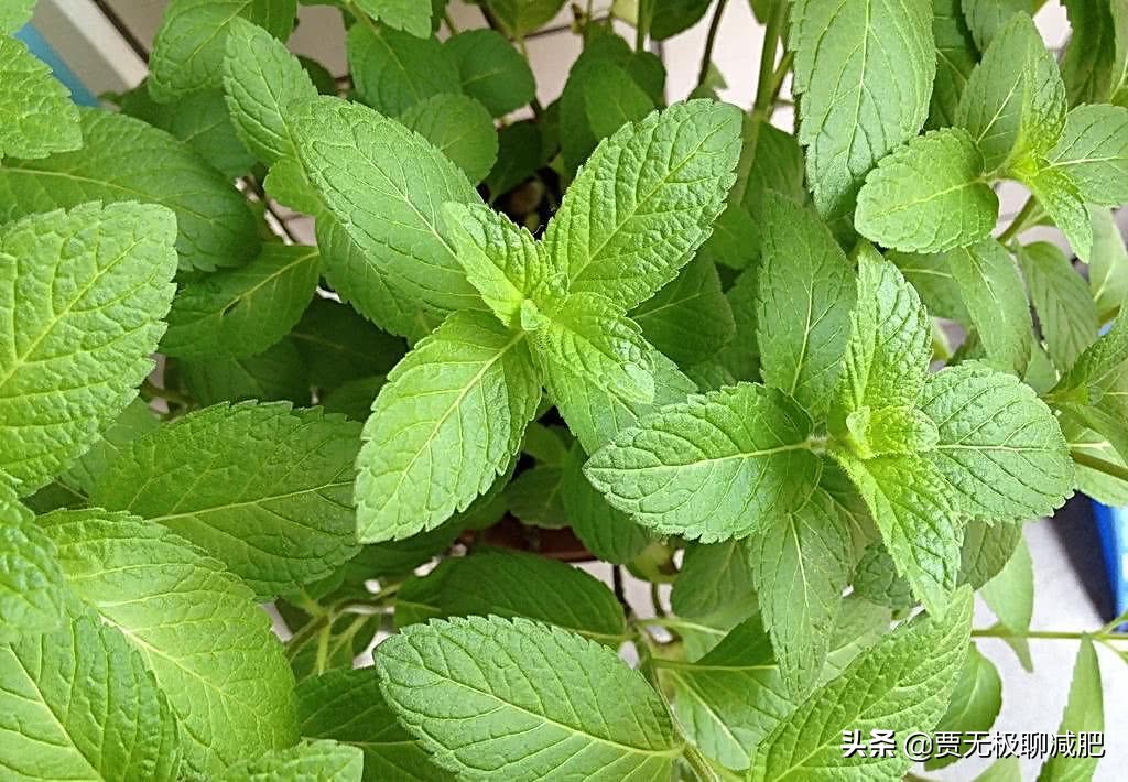 减肥期间解决便秘最有效的方法,便秘绝对是减肥路上最大的绊脚石