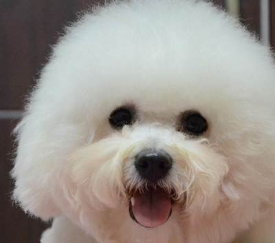 比熊犬毛发每天要怎么打理,比熊犬毛发怎么护理