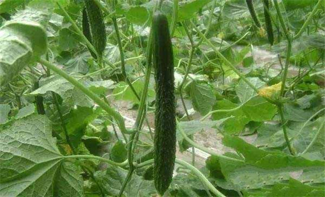 黄瓜移栽好还是原地种植好,黄瓜长几片叶子的时候才能移栽