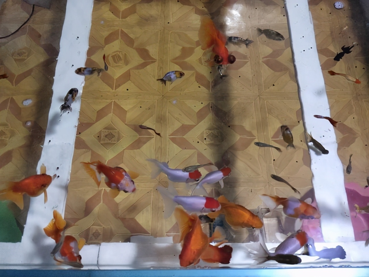 观赏鱼淡水什么鱼最好养不用打氧,观赏鱼什么情况下属于缺氧