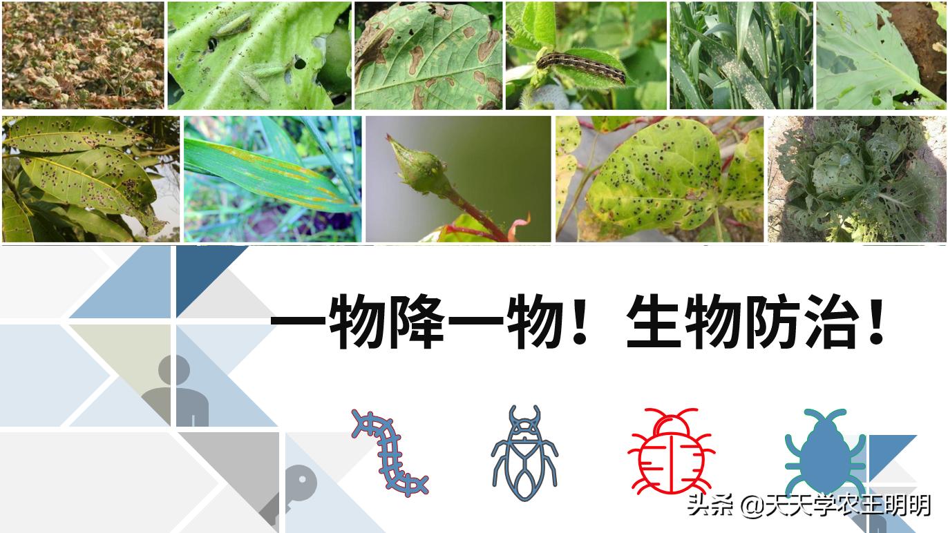 捕食螨除红蜘蛛,捕食螨灭红蜘蛛视频