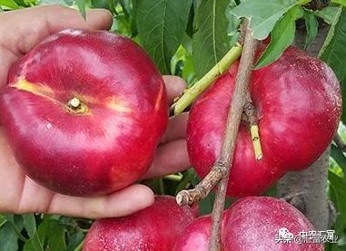 今日黄金油蟠桃价格,金蟠7-12油蟠桃品种介绍