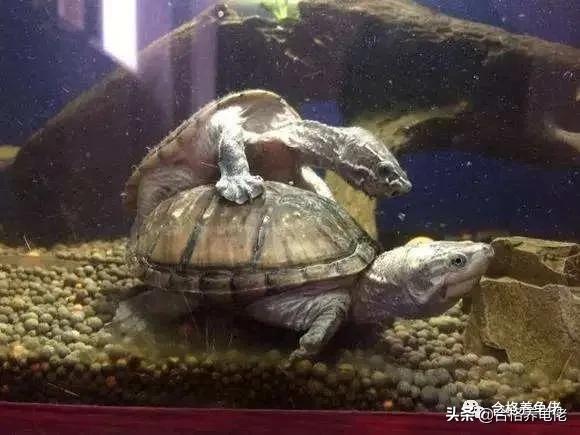 对于喂龟的宠物小零食,你是怎么看待的?