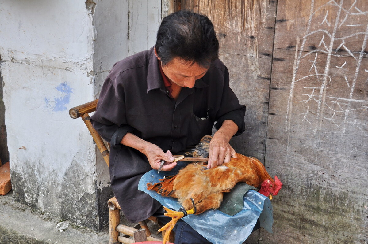 为什么农村要把公鸡阉了,在农村为啥很多公鸡会被阉