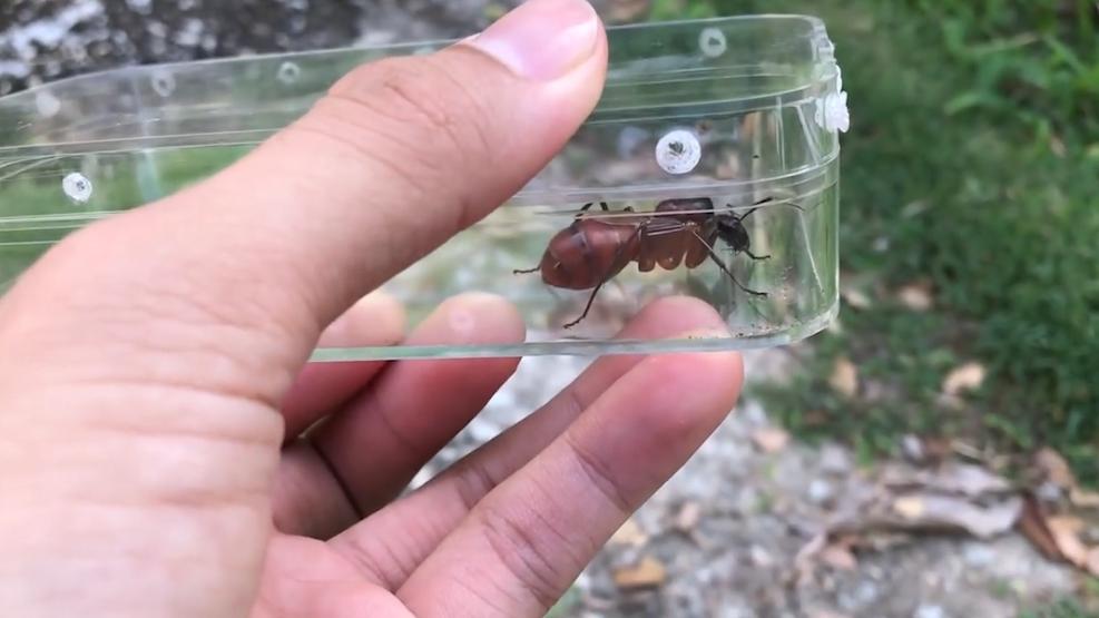 又想对华输入“病毒”？海关拦截美国怪异包裹，内藏66管黑腹果蝇