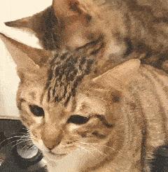 猫咪发情了怎么办?做好这几点,你也是个专业的铲屎官