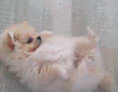 福懋宠物医院驱虫,福懋宠物医院母狗绝育