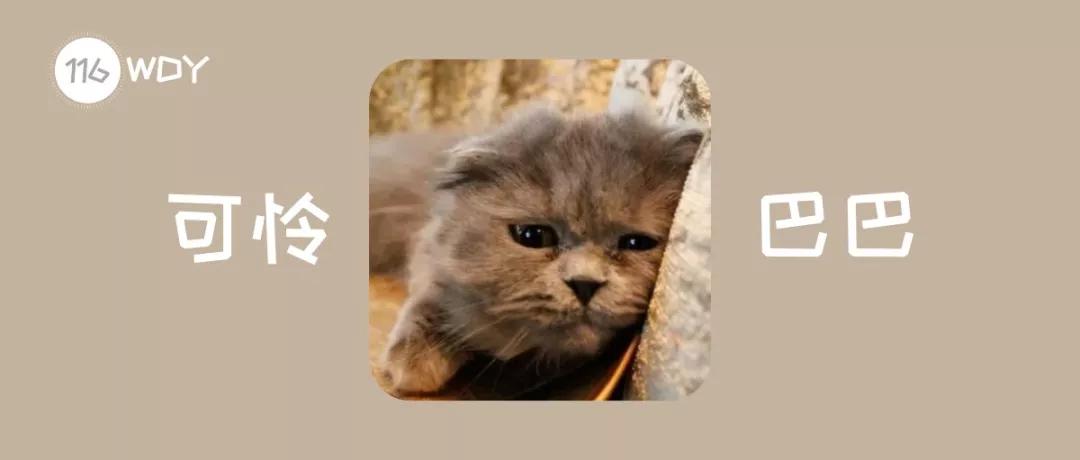 猫咪不小心受伤了,猫咪受伤不让碰怎么治疗