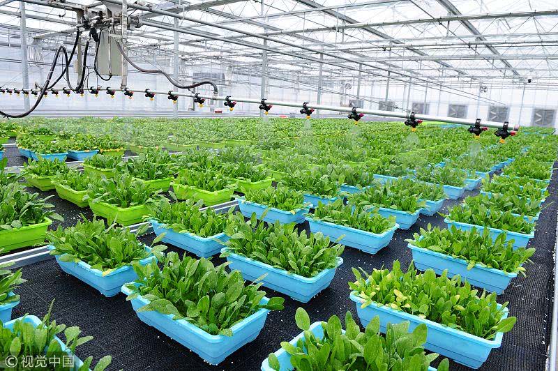 盆栽蔬菜与无土栽培的区别在哪里,盆栽蔬菜基质技术有哪些