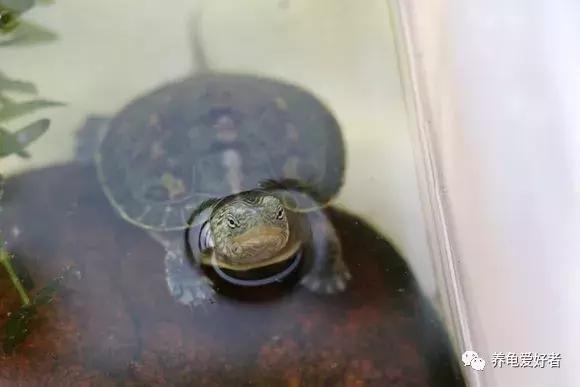中华花龟的饲养方法,养中华花龟的正确方法