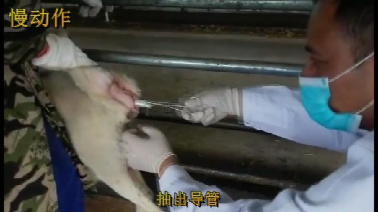 羊同期发情的第一天，主要的工作就是放栓。