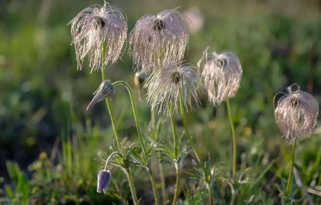 本草纲目仙茅,本草纲目中草药图片
