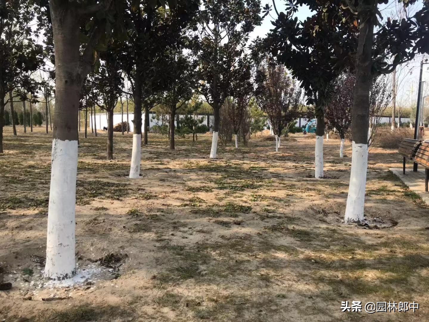 苗木防冻最简单的方法,苗木清园用药