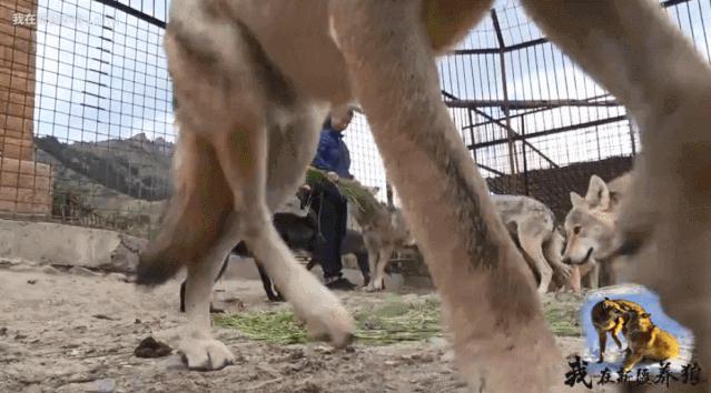 哈士奇养成狼,狼被养成了哈士奇