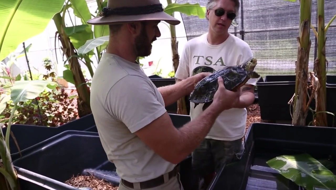 TSA这次聊的龟，连维基百科都没有完整介绍——苏拉威西白头龟