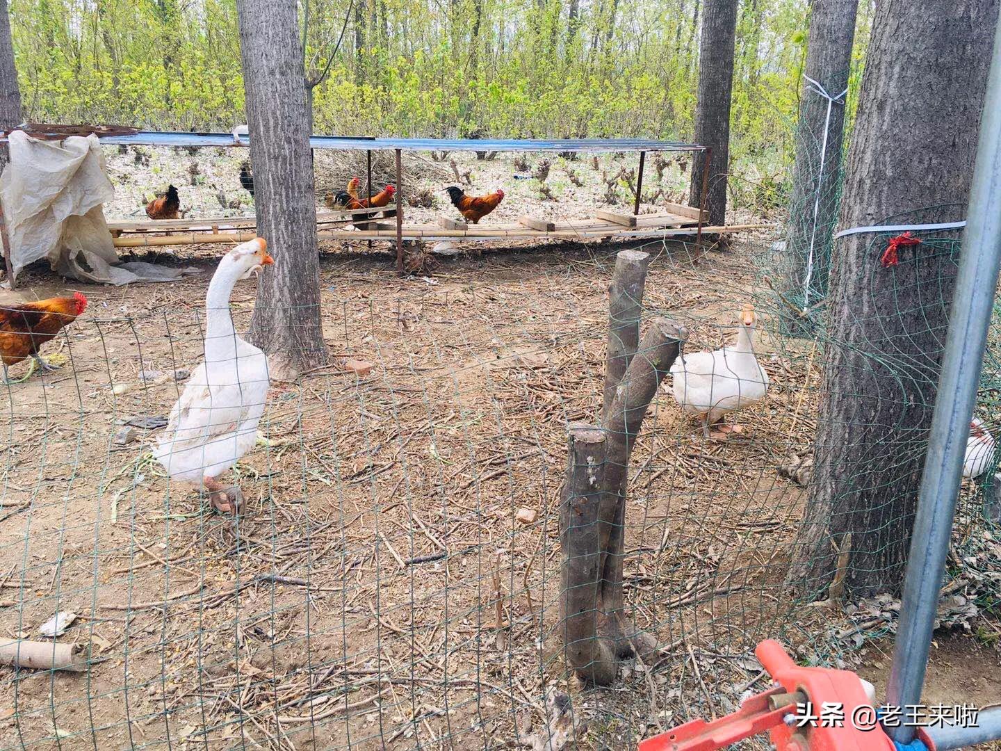 乡村农家乐红烧土鸡,棠张美食地锅鸡