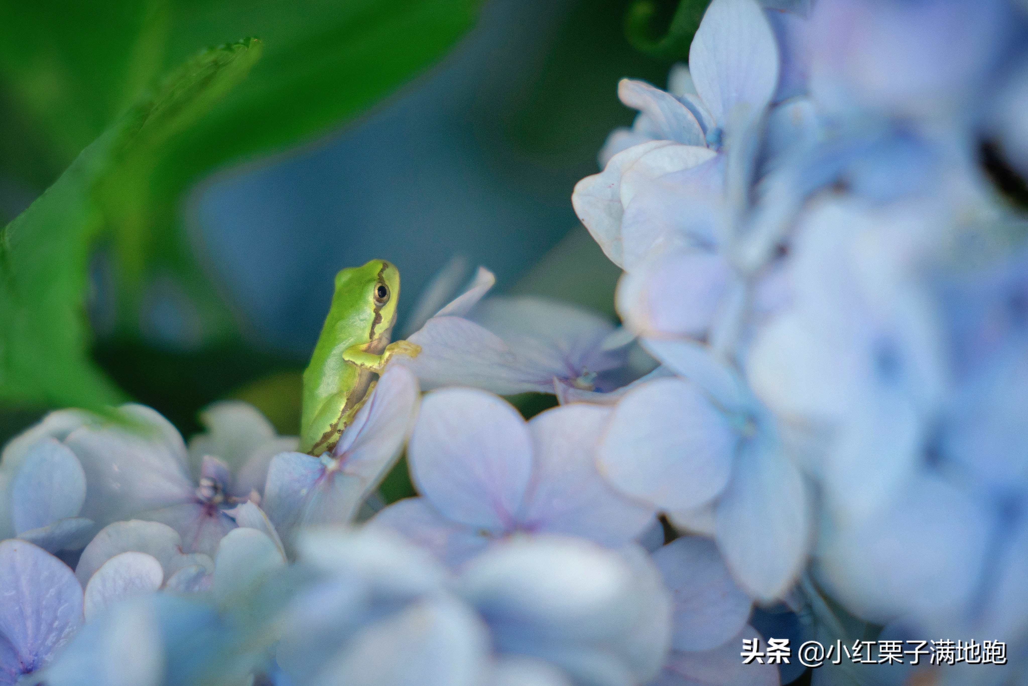 千叶县紫阳花开，如何一边体验火车之旅一边拍摄铁道风景？