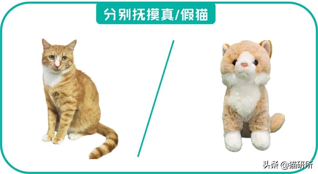 撸猫的好处是什么,撸猫为什么会使人开心