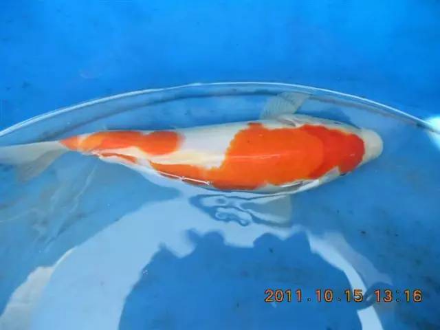 湖南最好的锦鲤养殖基地,湘潭锦鲤养殖