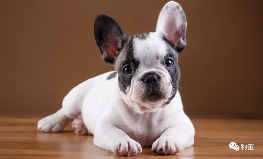 狗狗怀孕怎么处理,怎么看狗狗怀孕了没有