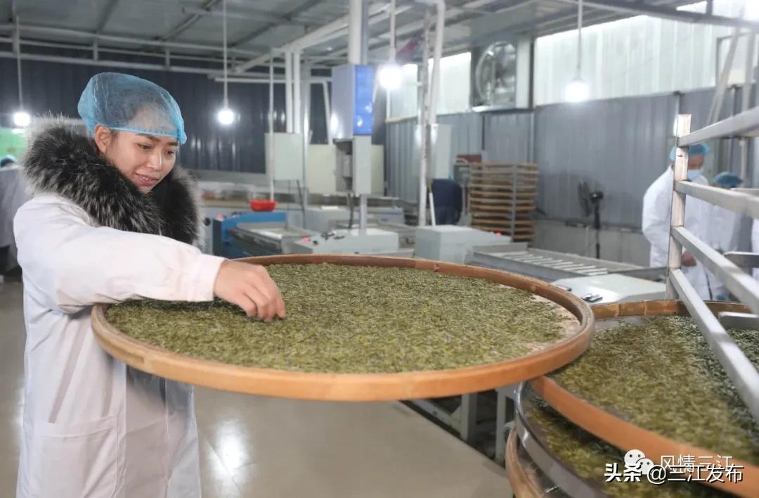 侗乡赶制早春茶,春茶上市喝真茶还是套路