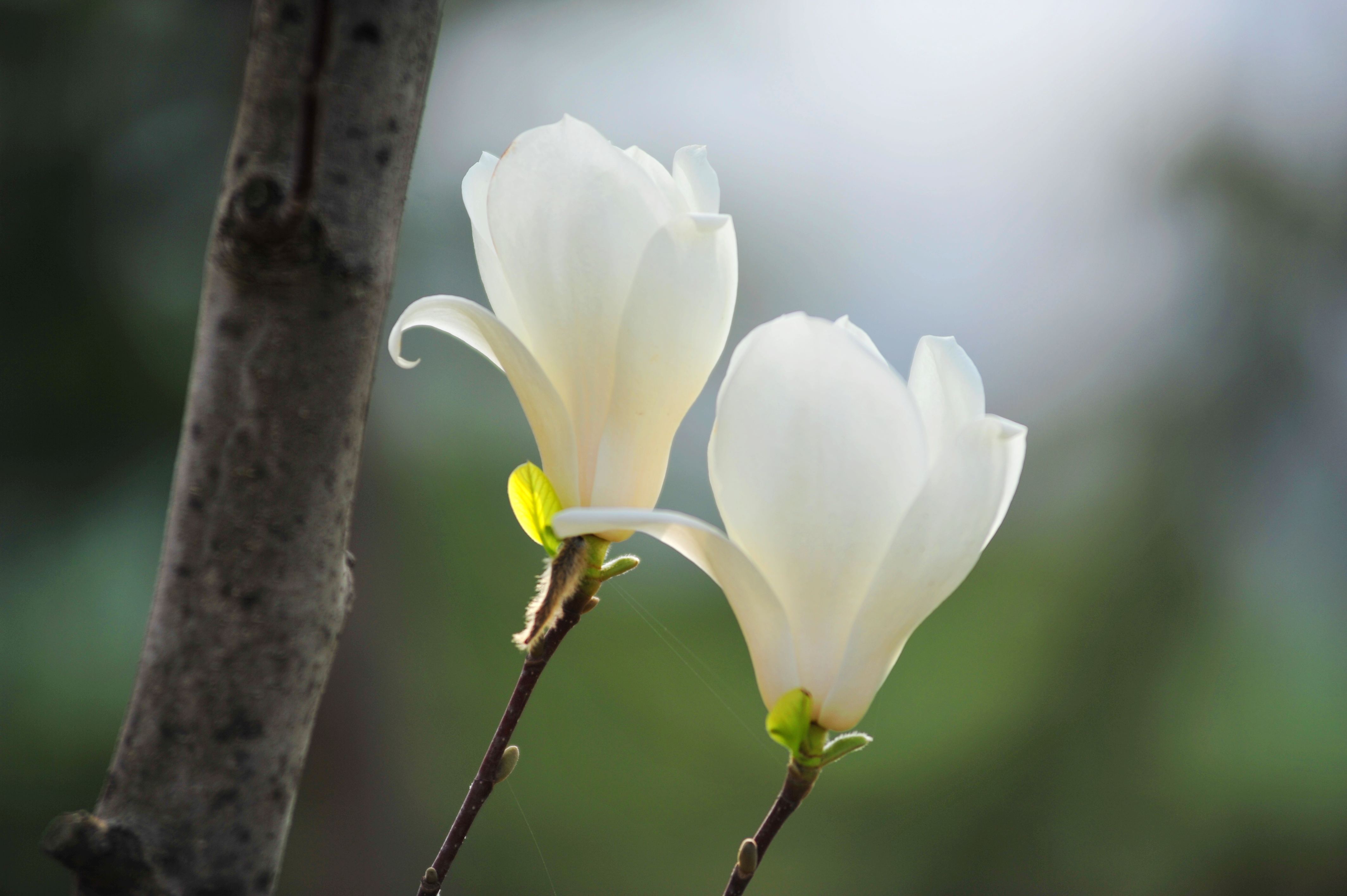 古诗必背成语,40个出自古诗词名句里的成语