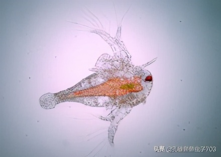 丰年虾的存活率为什么比较低,关于丰年虾的知识和讲解