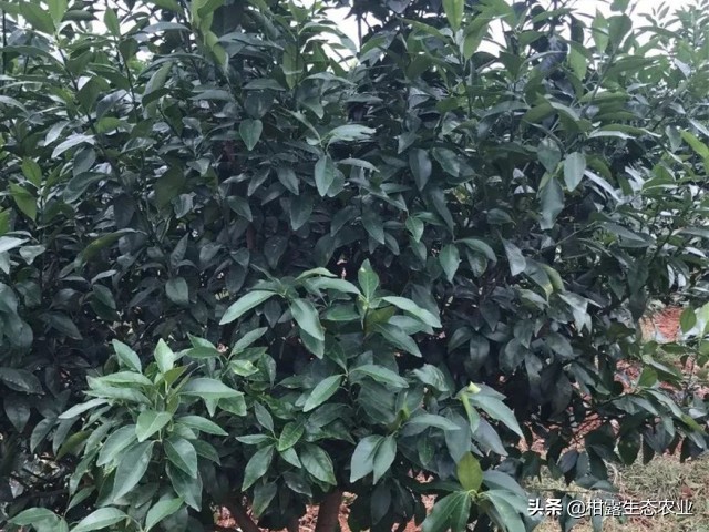 柑橘春梢弯曲怎么回事,柑橘树出现叶子卷曲