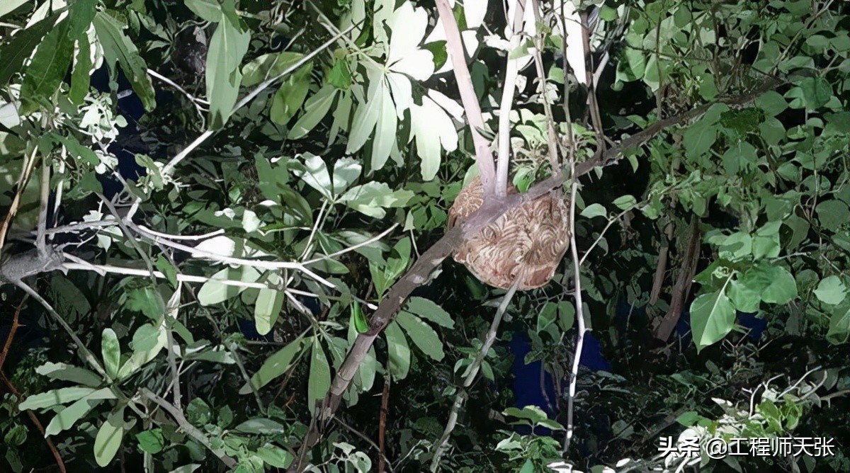 广西发现巨型马蜂,楼顶惊现巨型马蜂窝直径达半米