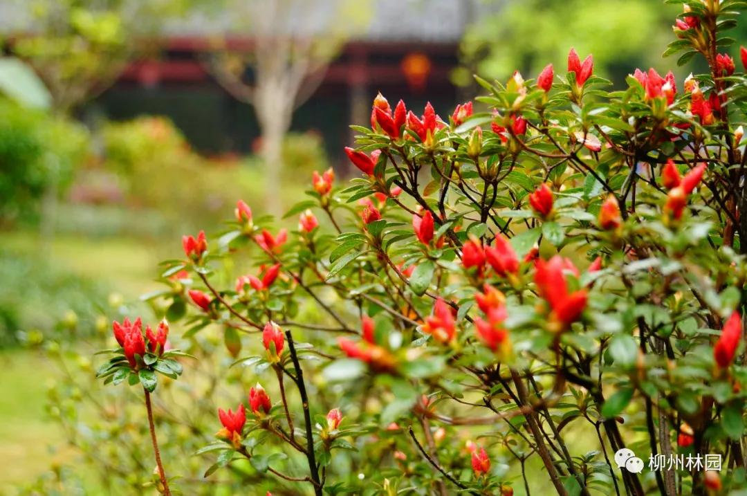 柳州柳侯公园有什么景物,柳州柳侯公园值得打卡