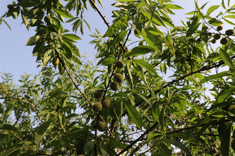 精灵之约植物园,精灵之约什么时候出