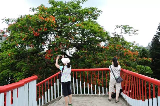 毕业季的凤凰花和栀子花,毕业季凤凰花开的时候
