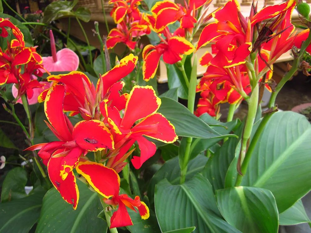 被低估的植物,被低估的水培花卉