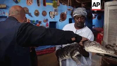 把非洲鳄界扛把子当宠物养是一种怎样的体验？