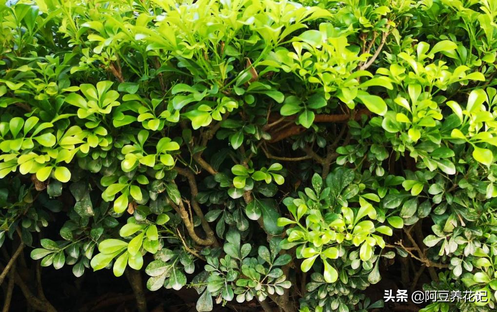 刚买的米兰怎么养才长得好,新买的米兰怎么养才能长得快