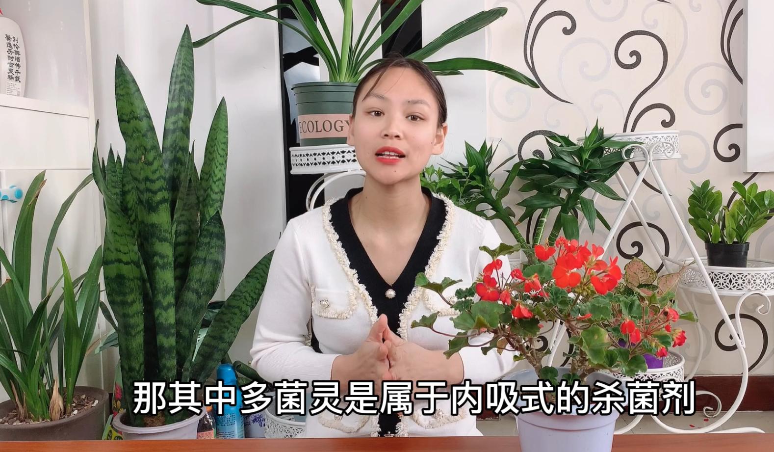 养的花土有发霉味道怎么处理,蝴蝶兰根部有白色霉菌怎么处理