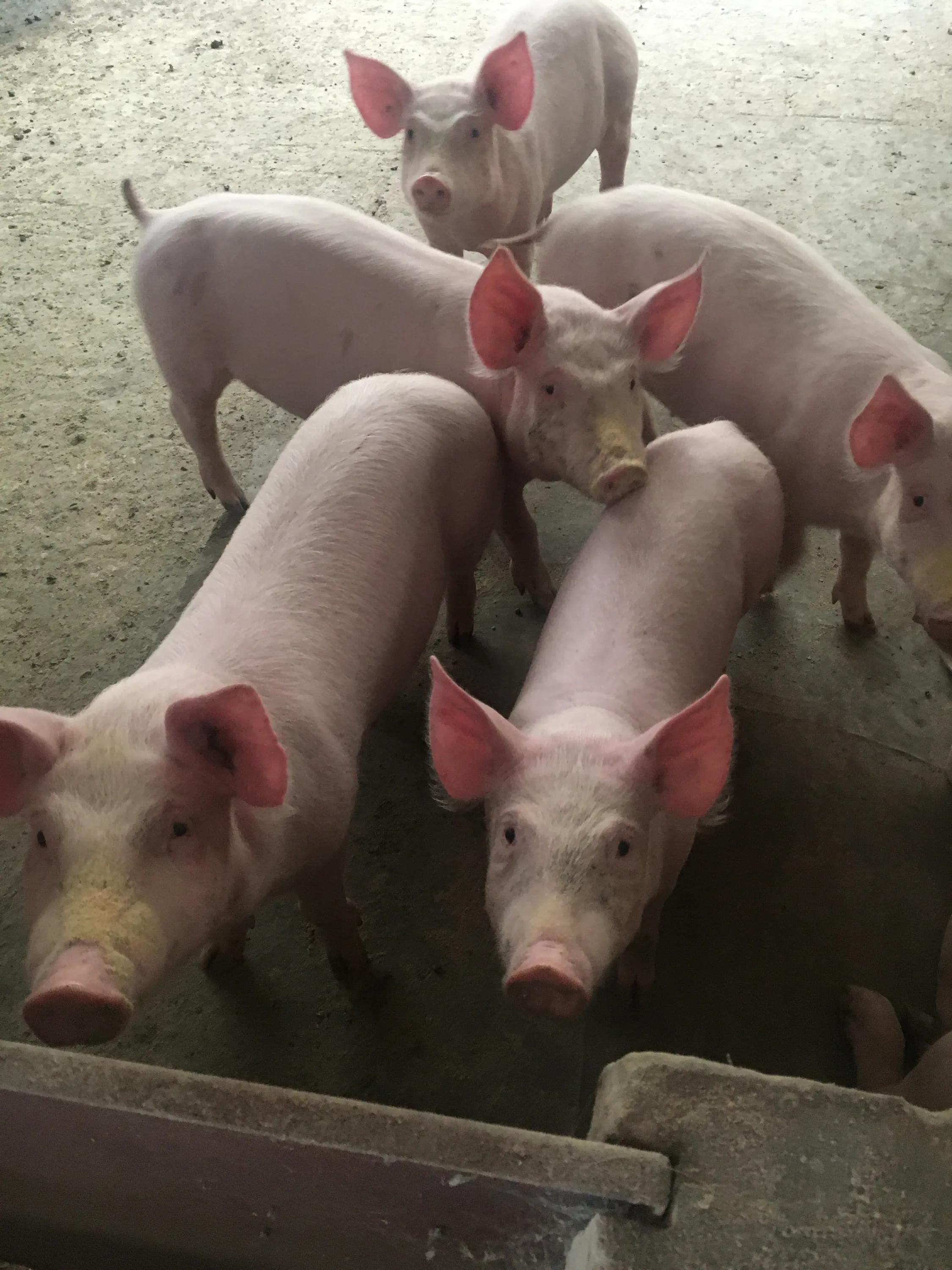 可爱的小猪儿歌,可爱的小猪佩奇一家