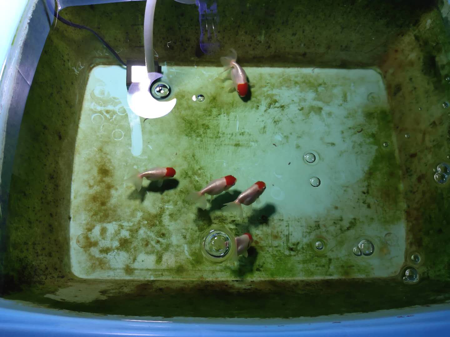 鱼缸正常水色,鱼缸出现褐藻说明水质如何