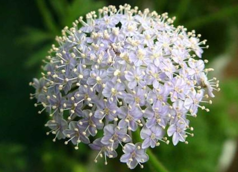 蓝蕾丝花苗,蓝蕾丝花种子