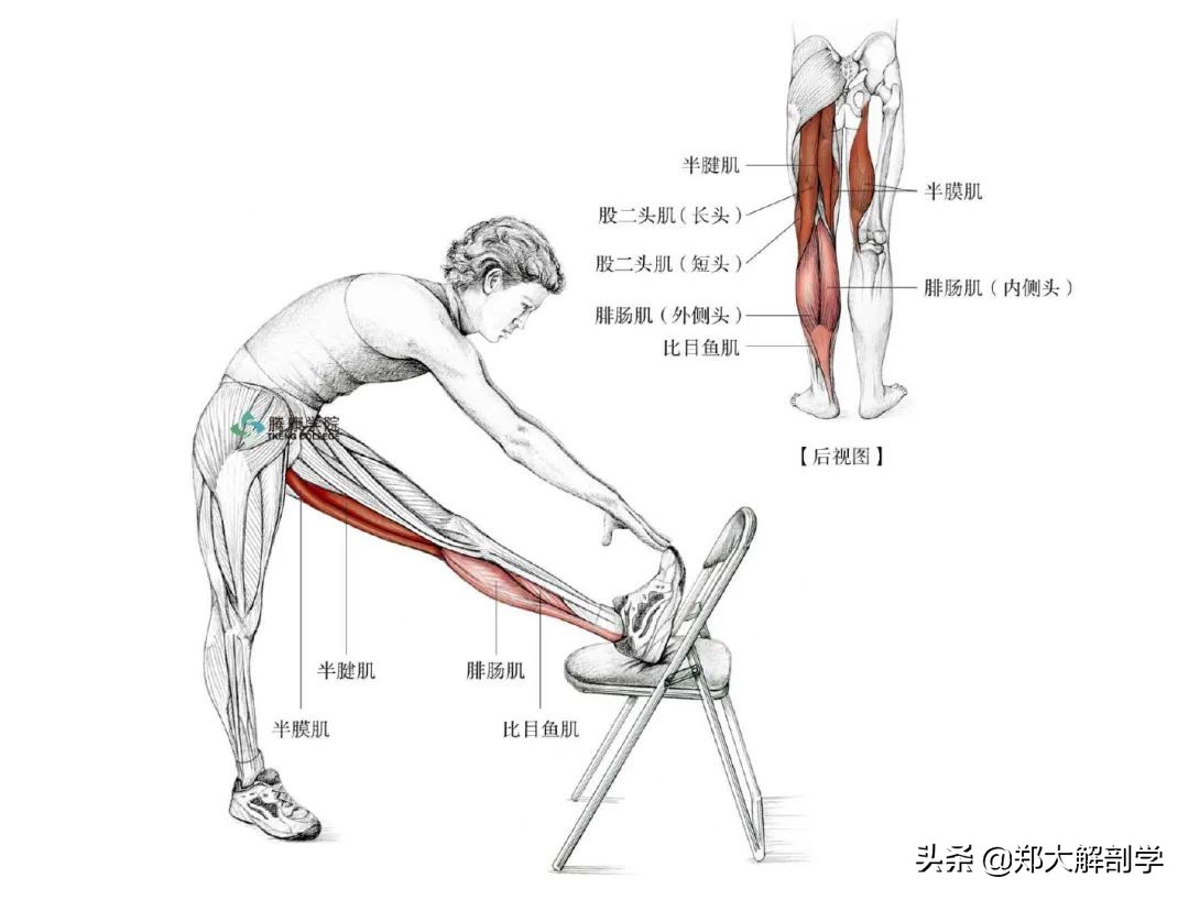 老年人蹲马步的正确方法,老年人膝盖疼蹲不下去怎么锻炼