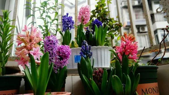 开过的风信子怎么处理,开过的风信子花球怎样处理