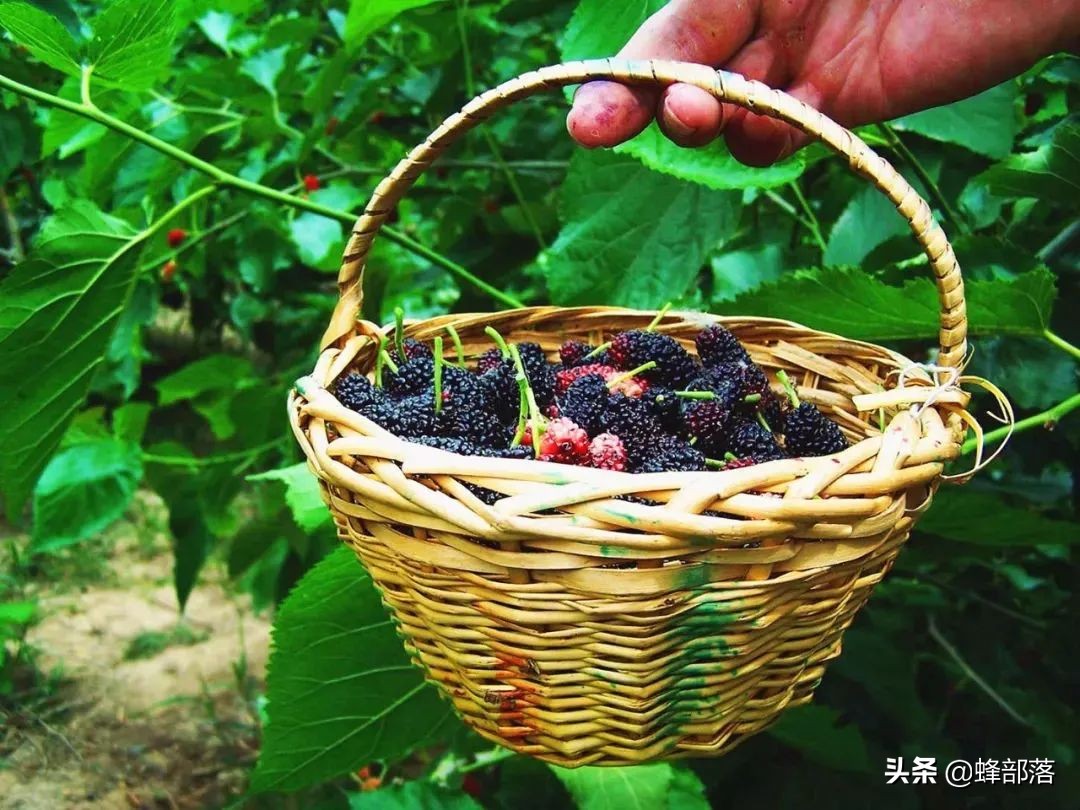 农村赚钱项目,农村可以做哪些简单赚钱小项目