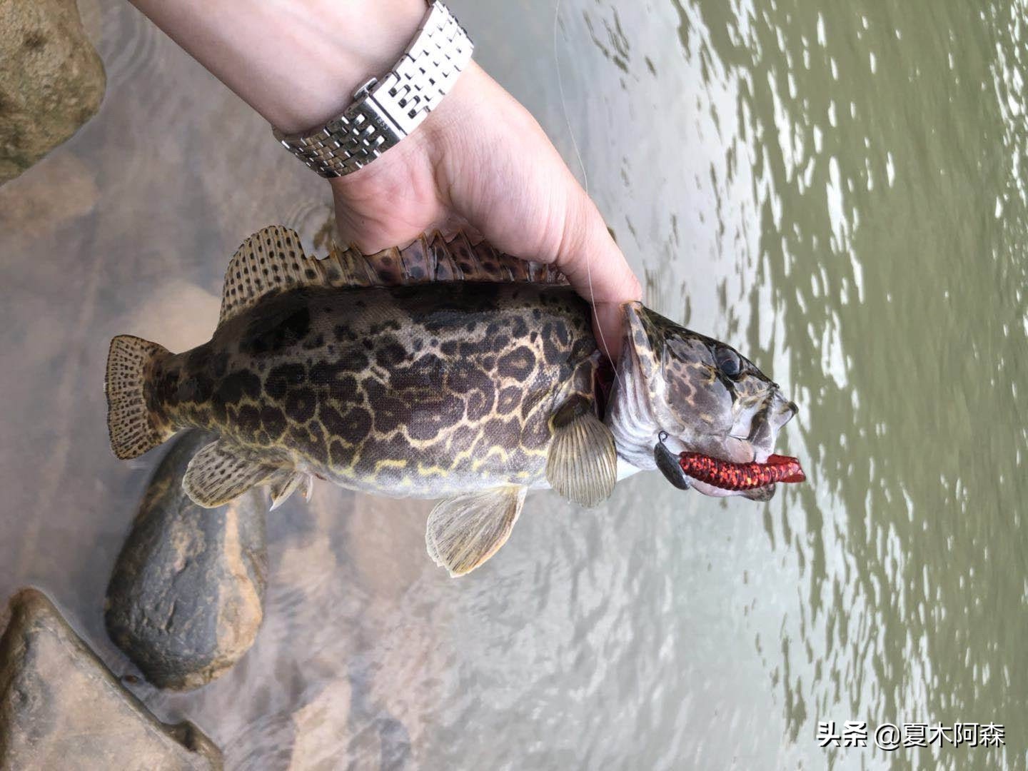鳜鱼是怎么猎食的,红纹鳜鱼猎食