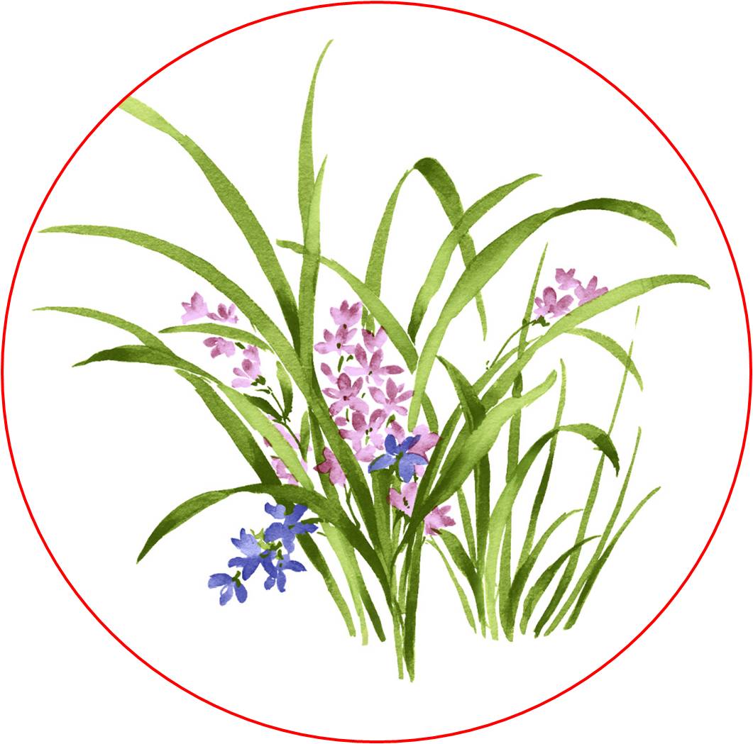 菊竹梅兰图欣赏,花中四君子的兰花图片