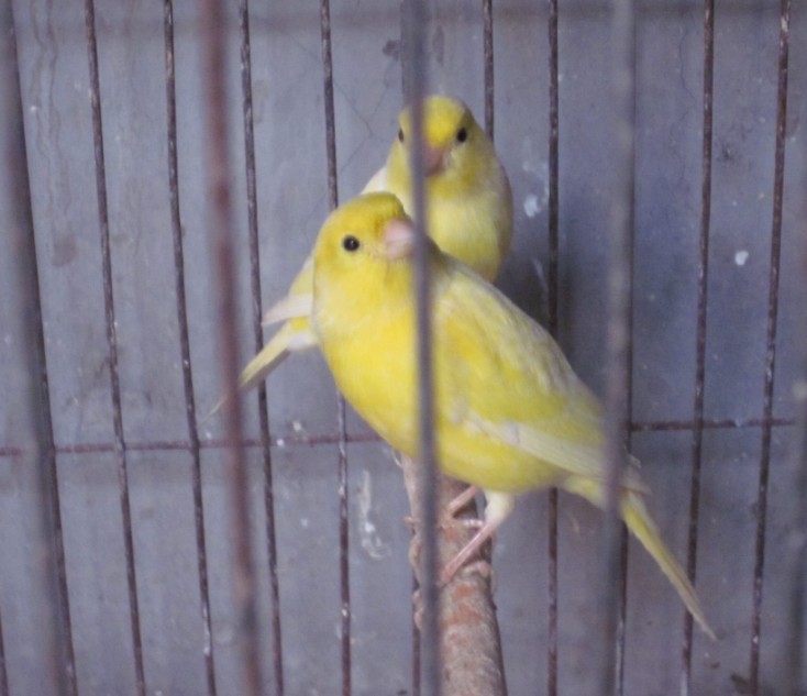 一种来自非洲的野鸟,被人工繁育出数百个品种,惊艳了整个世界