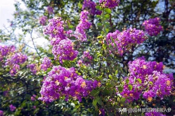 收藏100种常见花卉植物,100种珍藏植物